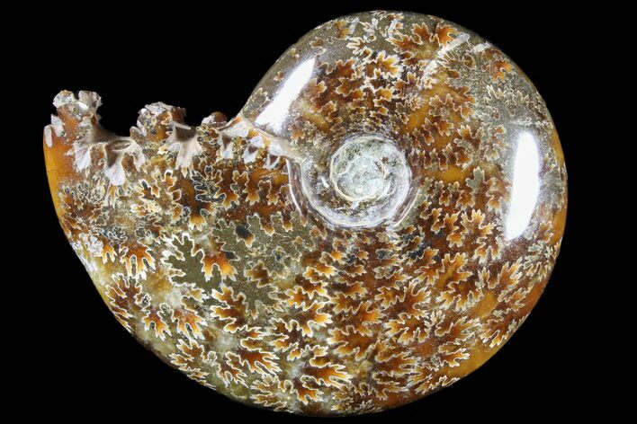 Polished, Agatized Ammonite (Cleoniceras) - Madagascar #79745